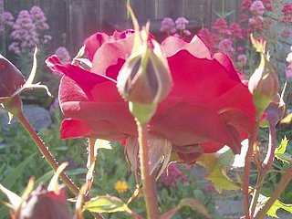 Name This Flower