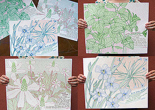Jill Bliss Native Herbs Print Set