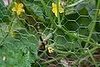 Name This Plant