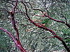 Guess This Tree