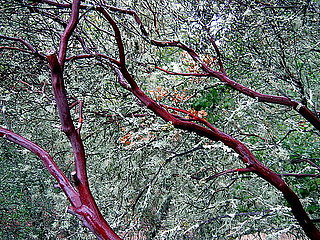 Guess This Tree