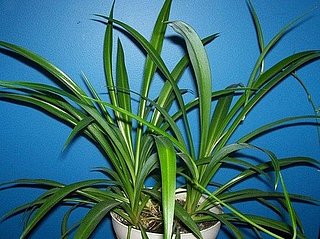 Name This Houseplant