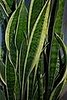 Plants That Purify:  Mother-in-Law's Tongue