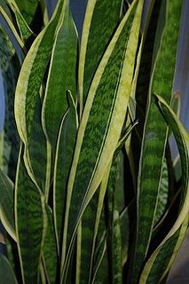 Plants That Purify:  Mother-in-Law's Tongue