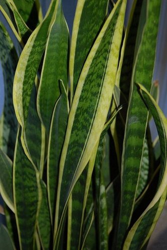 Plants That Purify:  Mother-in-Law's Tongue