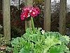 Name This Flower