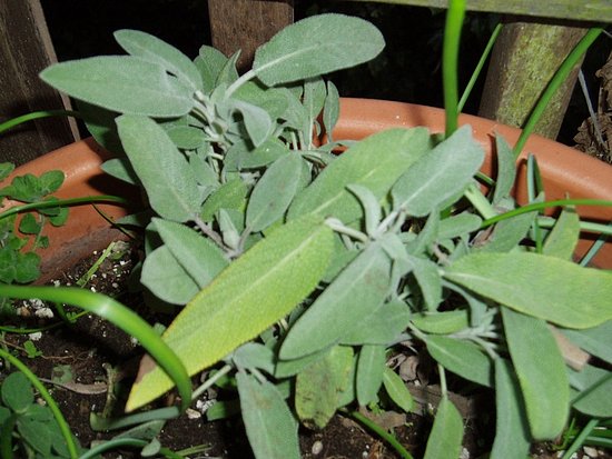 Name This Plant