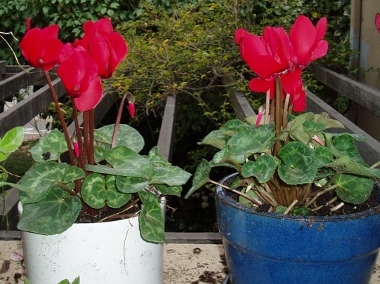 Name This Flower