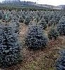 Name This Christmas Tree