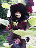 Name This Flower