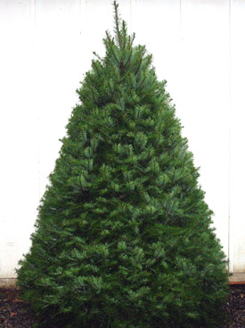 Name This Christmas Tree