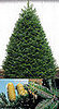 Name This Christmas Tree