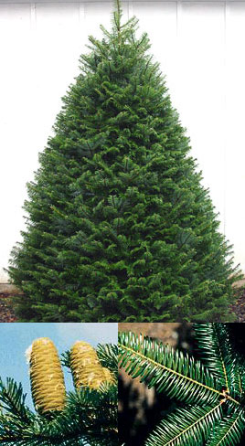 Name This Christmas Tree Name This Christmas Tree
