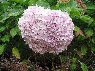 Name This Flower