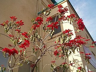 Midday Muse: A Prodigious Pointsettia 