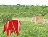 Crave Worthy: Eames Plywood Elephant