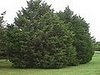 Name This Christmas Tree