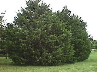 Name This Christmas Tree