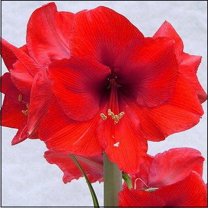 Name This Flower