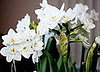 Name This Flower