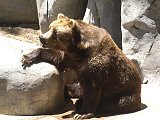 I love the bears
