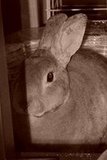 In memory of Rusty