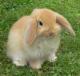 booboobunny