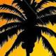 Palm Palm