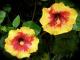 starrose
