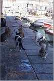 I love cats and they were everywhere which made me very happy! :)