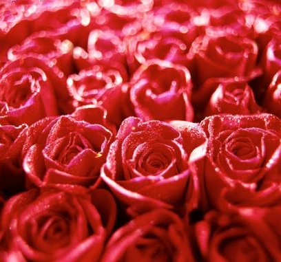 DearSugar's Week of Big Love: Tell Us Your Valentine's Day Plans!!!!!!