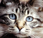 Fittingly Mad:  Pets On Board