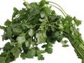 Cilantro Kills Bacteria So You Don't Have To
