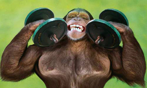 Fittingly Mad: WAY Too Much Testosterone in the Weight Room