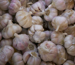 Garlic Found Powerless Against High Levels of Cholesterol