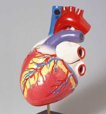 Take it From Someone Who Has Heart Disease...