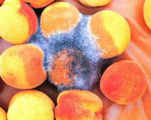Mold: WTF?