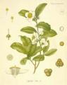 Fit Finding: Tea - Green, Black, White, Red or Herbal