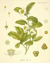 Fit Finding: Tea - Green, Black, White, Red or Herbal