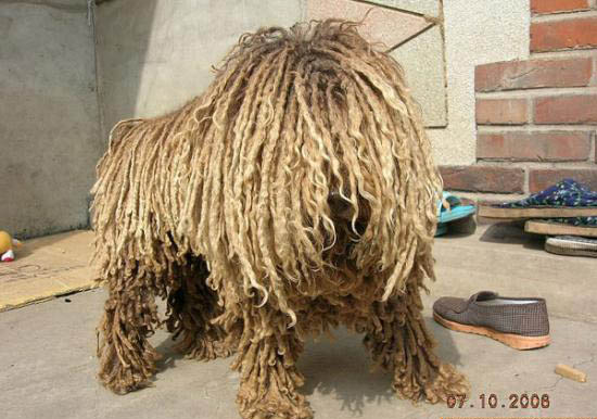 This dog reminds me that I need to mop my floor