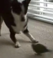 This Dog Is Such A Scaredy Cat!