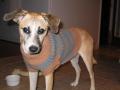 Monday's Pet of the Week!
