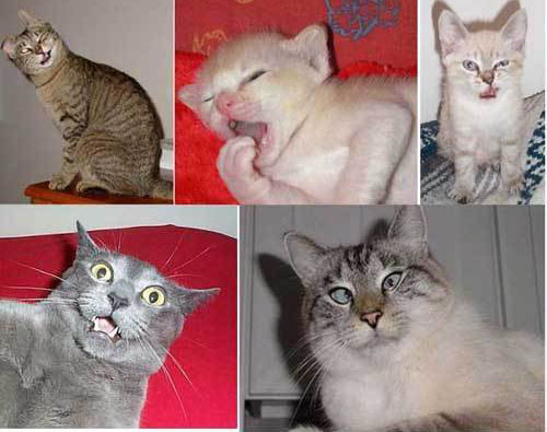 Name That Cat Emotion!