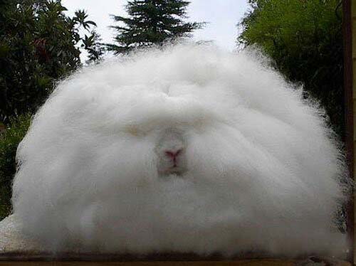 Who Coughed Up This Fur Ball?