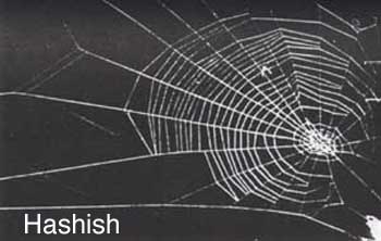 hashish hashish