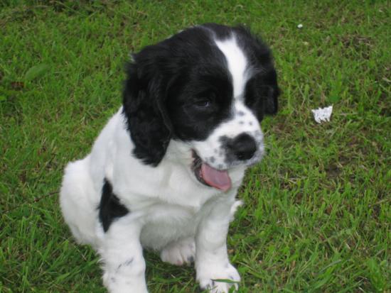 Friday's Pet of the Week!