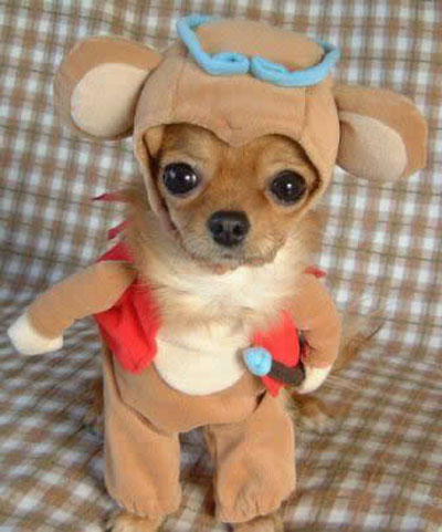 This Puppy's Making Me Feel Guilty