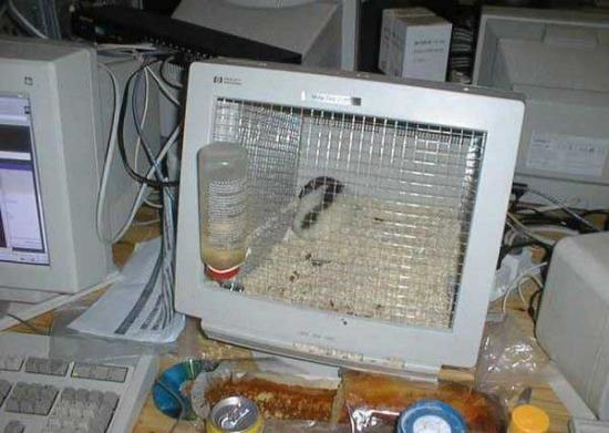 I Smell a Rat!