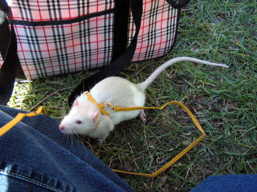 Funny or Scary? Rats for Pets