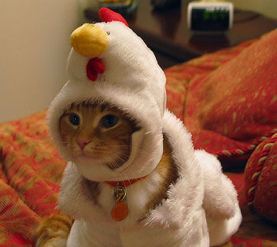 Kitten in Chicken's Clothing?